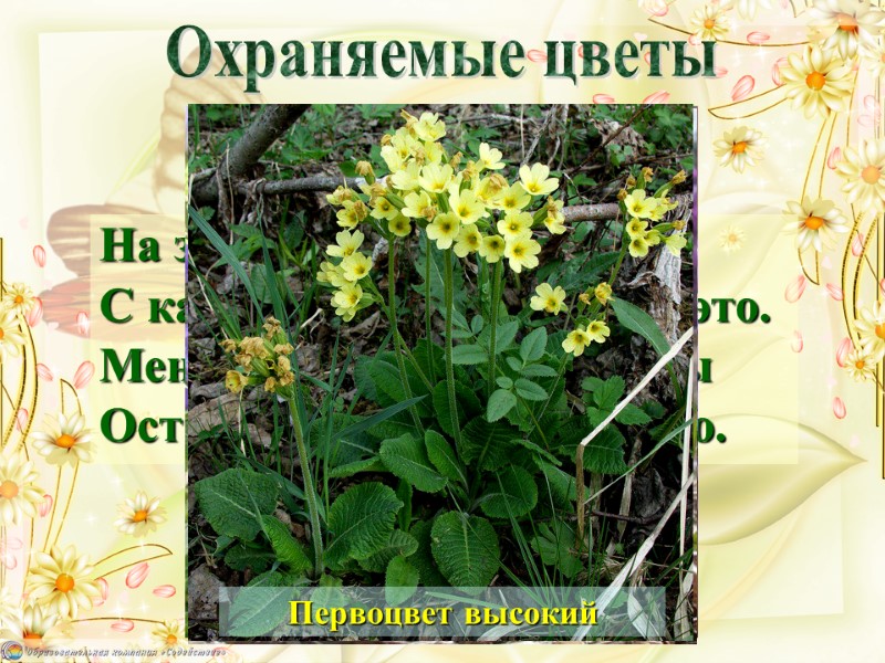 Охраняемые цветы На земле исчезают цветы, С каждым годом заметнее это. Меньше радости и